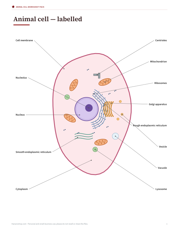 Preview of Printable Animal Cell Diagram Labelled Chart